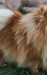 سگ نژاد پامرانین