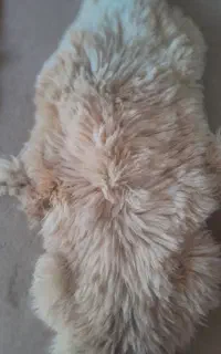 پوست گوسفند طبیعی