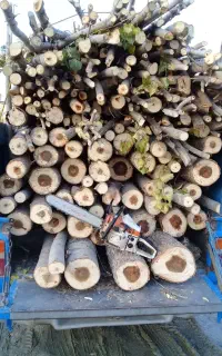 خریدار چوب خرید درخت باغی حمل و برش رایگان
