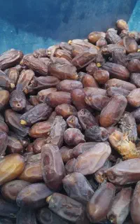 خرما موجود سراوان ربی بارنگنو