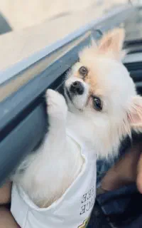 شیواوا مولد مو بلند (نر)