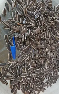 تخمه آفتابگردان اس ۴۰۰