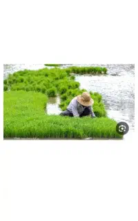 نشاه برنج