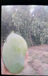 اجاره ثمر باغ