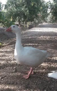سلام قاز سفید