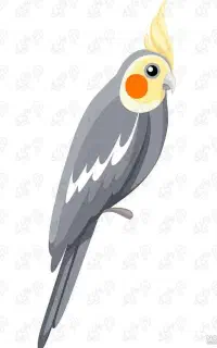 عروس هلندی پیدا شده