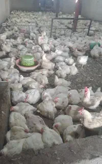 مرغ گوشتی شهرستان ۲۶۰