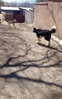 سلام سگ خوب برای نگهبانی میخوام