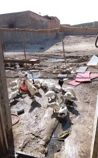 اوردک