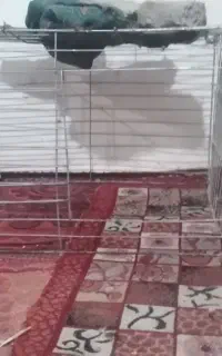 گنج کبوتر