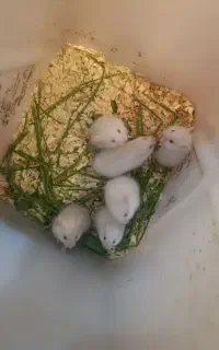همستر پشمالو