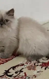 گربه گمشده مژدگانی ۵ میلیون تومان
