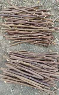 فروش پیوندک گردو بهترین رقم اصلاح شده