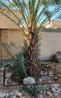 قطع نخل رایگان