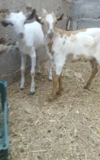 دوتا گهر دورک سومال نر و ماده کنگان روستا ی پرک