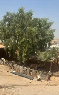 خریدار انواع درخت آکال مورد برهان و غیره