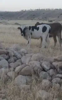 دو عدد گوساله نر یک ساله