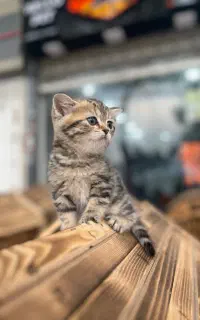 گربه بریتیش گلد