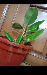 گل فیلتوس