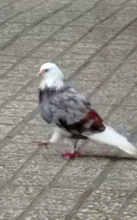 فروش کبوتر