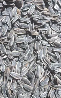 تخمه تازه بخت کیلویی ۴۹۰