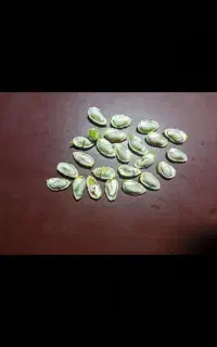 پسته کال و رسیده سراسر استان فارس