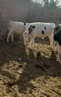 گوساله