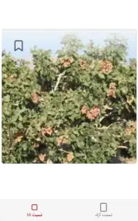 تشک یونلیت