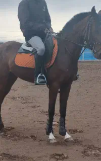 اسب مادیون دوخون