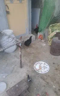 فروش مرغ و خروس ویک جوجه