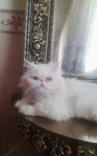 گربه پرشین سوپرفلت