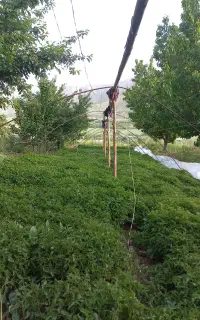 نشاه کارون و سسی
