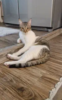 واگذاری گربه دی اس اچ