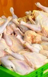 مرغ تلفاتی برای غذای حیوانات (سگ و ماهی و..