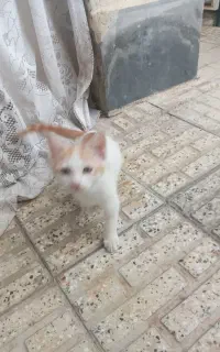 بچه گربه