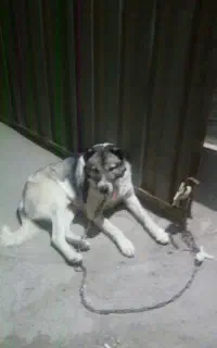 سگ سراب خراسانی