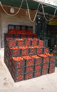 گوجه ربی موجود شارژر شد