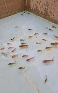 بچه ماهی اوراندا بوفالو