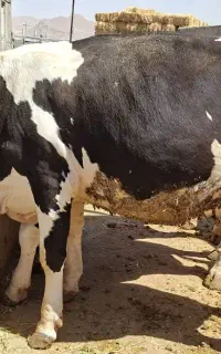 گاو