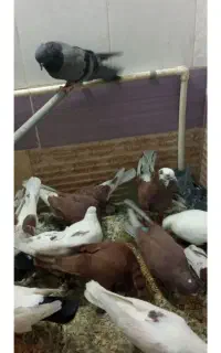 عروس هلندی پیدا شده،