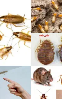سم پاشی حشرات منازل کل اهواز موریانه سوسک ساس موش