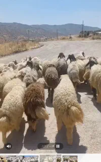 28راس گوسفند جوان با بره بزرگ