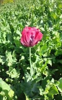 گل ملی شاخه ای