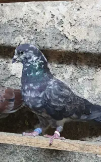 کفتر پرشی نر قاره