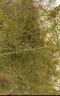 زیره کوهی اصل