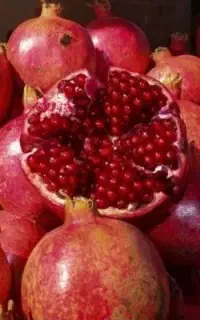 نهال انار کوشک