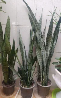 گل سانسوریا طبیعی