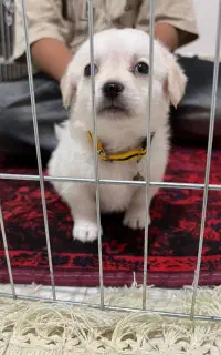 سگ خانگی