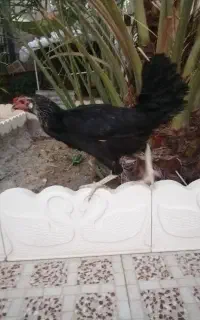 مرغ تخم گذار