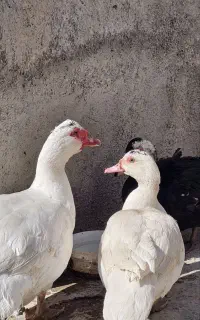 اردک اسرائیلی روسی سفید کاکل مشکی قوغاز